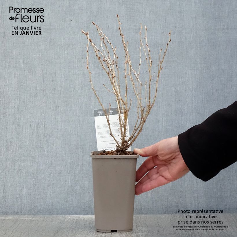 Grosella espinosa Hinnonmäki Gul Maceta 1,5L/2L Ejemplar entregado en invierno