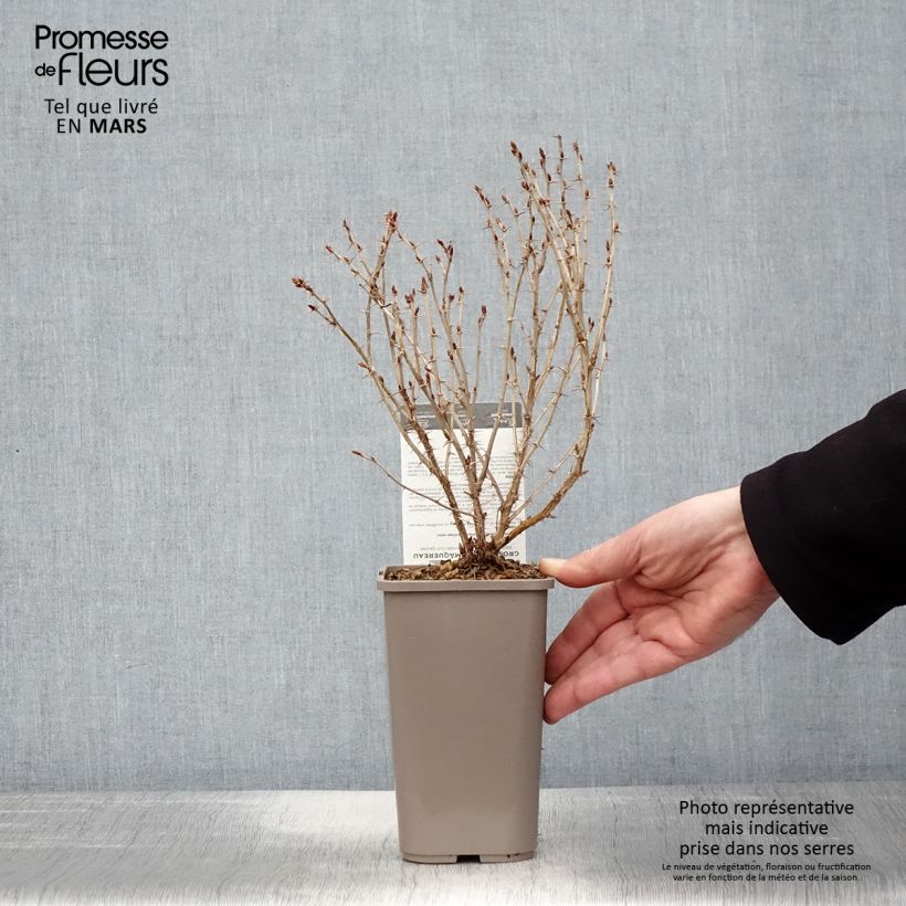 Grosella espinosa Hinnonmäki Gul Maceta 1,5L/2L Ejemplar entregado en la primavera