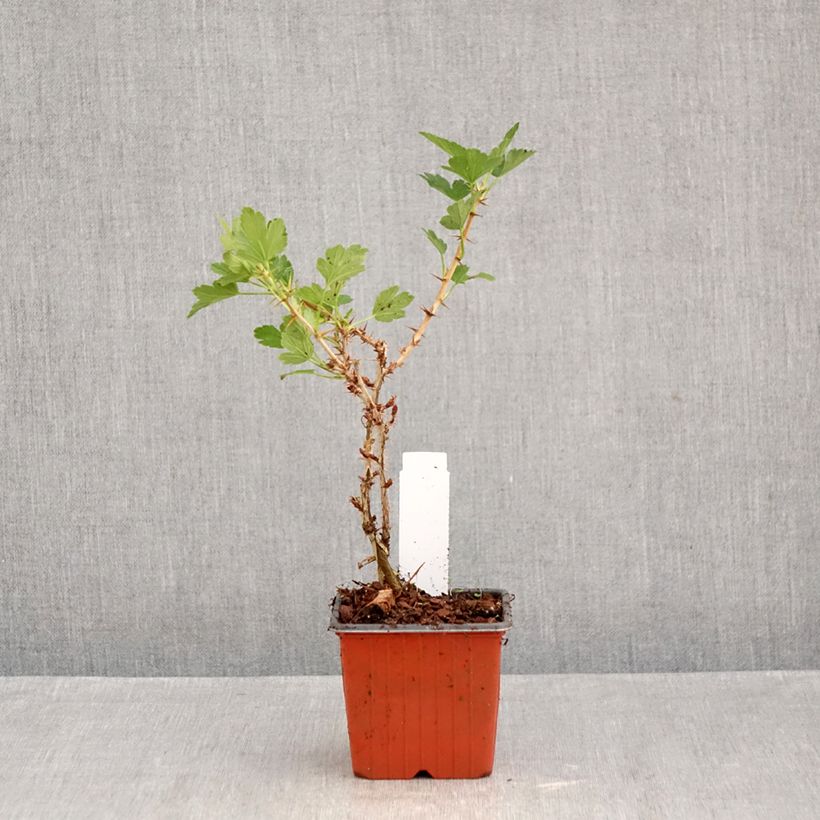 Ejemplar de Grosella espinosa Hinnönmaki Röd Maceta de 8/9 cm entregado en otoño