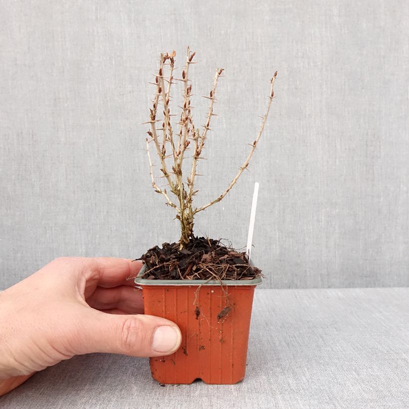 Grosella espinosa Hinnönmaki Röd Maceta de 8/9 cm Ejemplar entregado en invierno