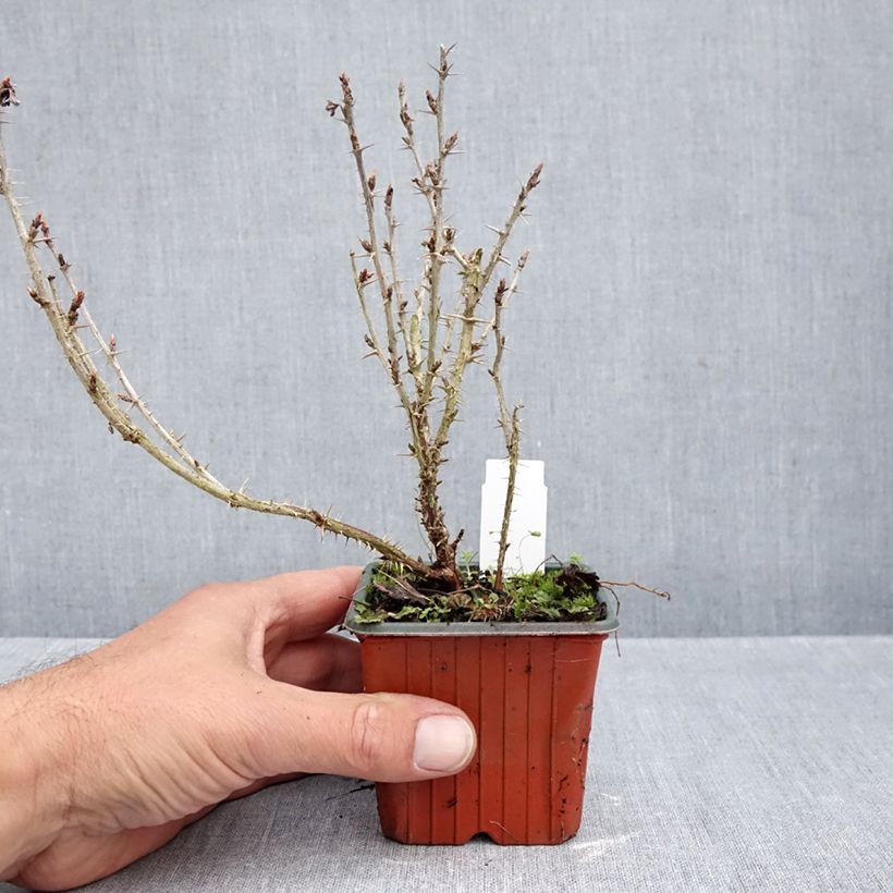 Ejemplar de Grosella espinosa Hinnonmäki Grün Maceta de 8/9 cm entregado en otoño