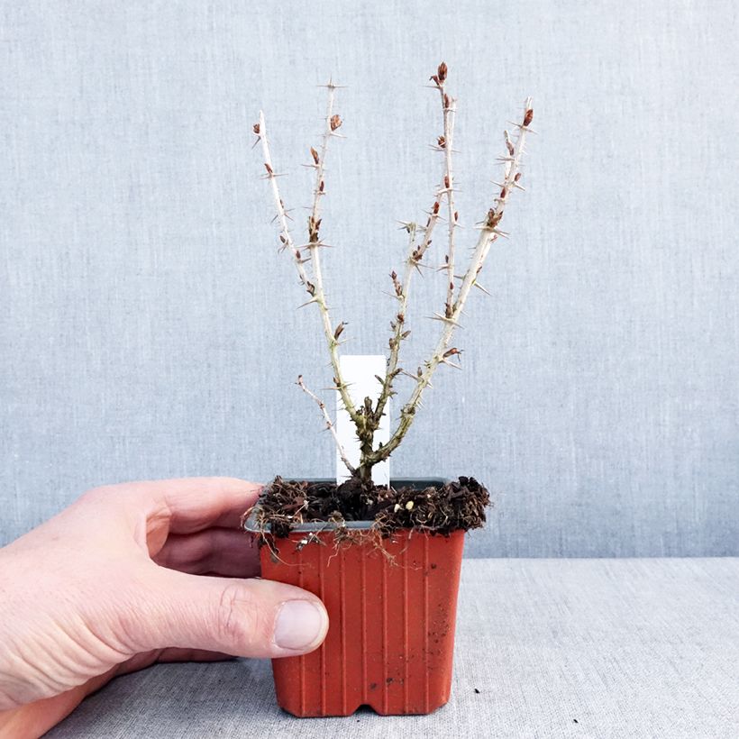 Grosella espinosa Hinnonmäki Grün Maceta de 8/9 cm Ejemplar entregado en invierno