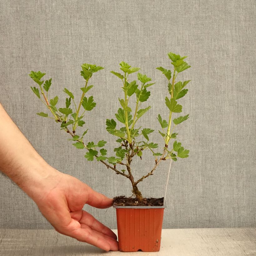 Grosella espinosa Hinnonmäki Grün Maceta de 8/9 cm Ejemplar entregado en la primavera