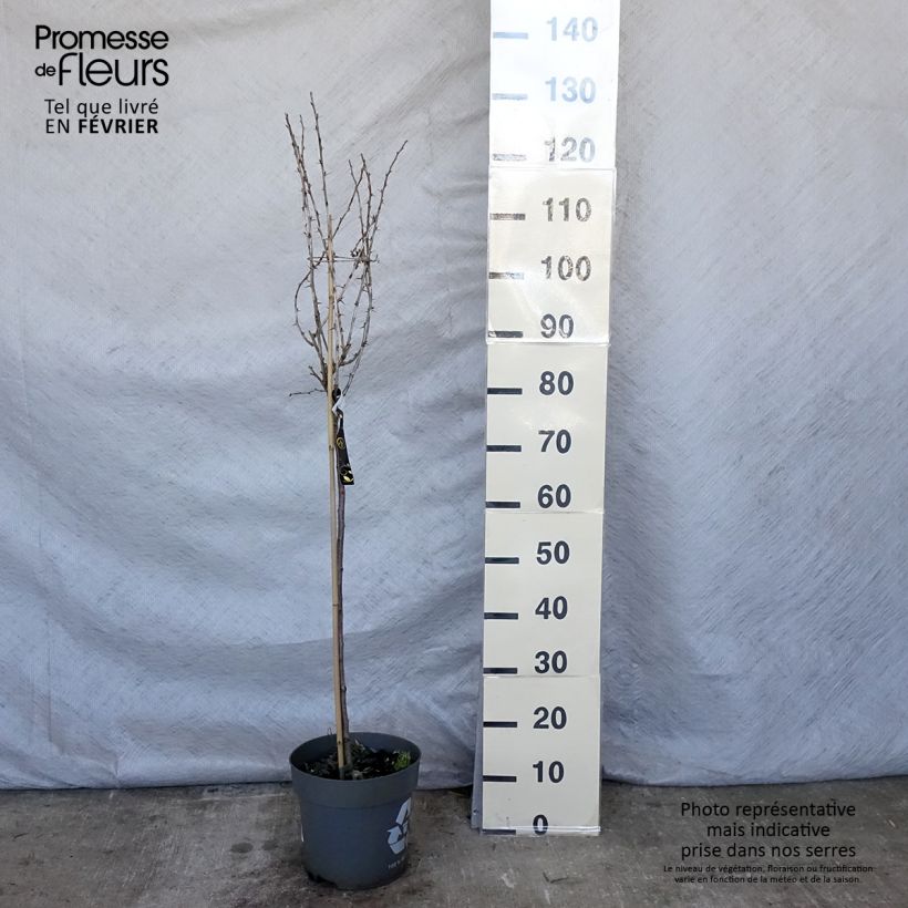 Grosella espinosa Mucurines Maceta 6L/7L Ejemplar entregado en invierno