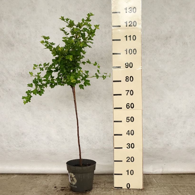 Grosella espinosa Mucurines Maceta 6L/7L, Tallo Ejemplar entregado en la primavera