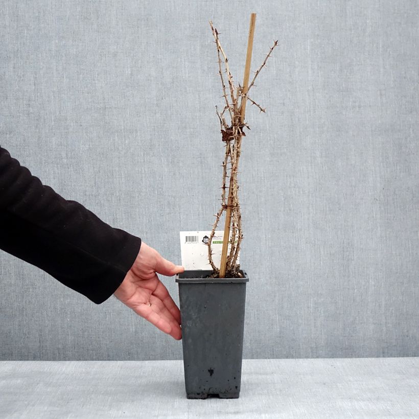 Grosella espinosa Tatjana Maceta 1,5L/2L, Formación arbustiva Ejemplar entregado en invierno