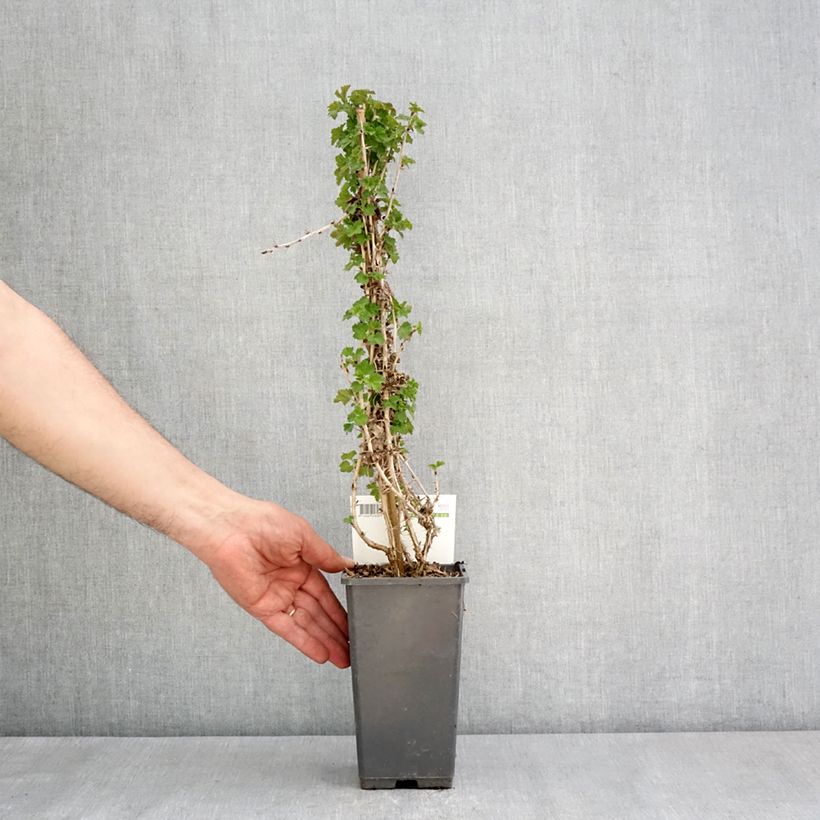 Grosella espinosa Tatjana Maceta 1,5L/2L, Formación arbustiva Ejemplar entregado en la primavera