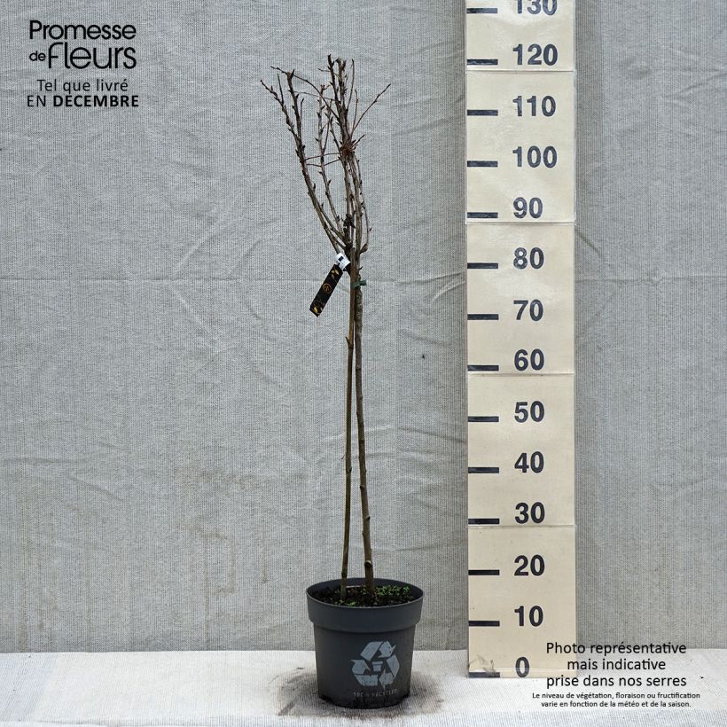 Grosella espinosa Tatjana Maceta 6L/7L Ejemplar entregado en invierno