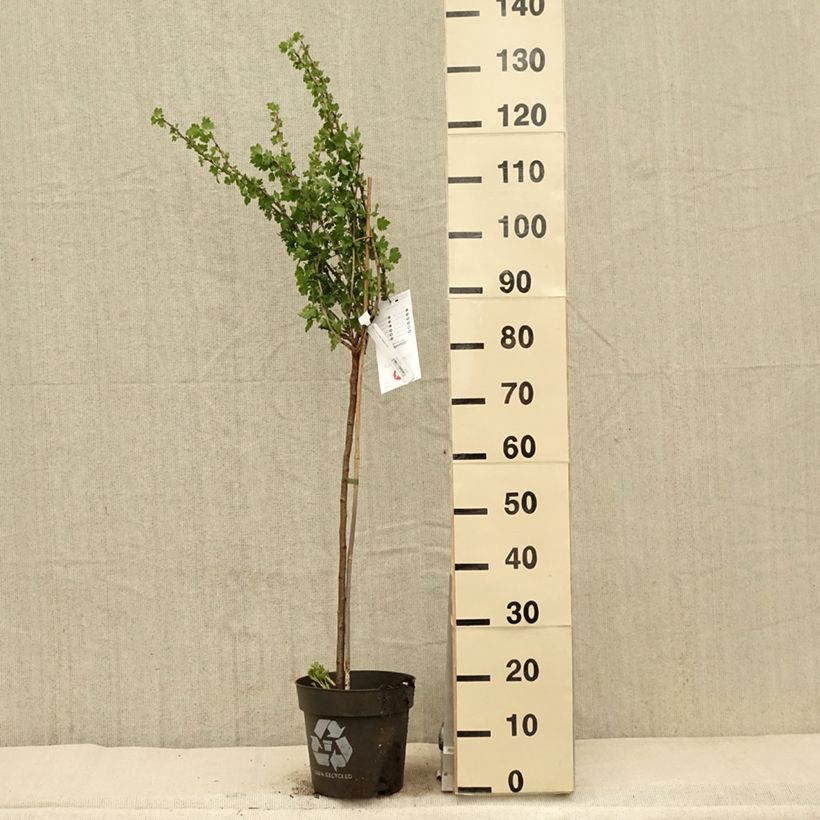 Grosella espinosa Tatjana Maceta 6L/7L, Tallo Ejemplar entregado en la primavera