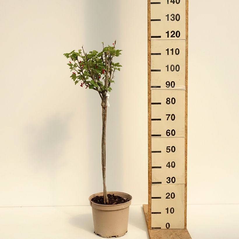 Ejemplar de Grosella roja Agate Rouge mactor Maceta 7,5L/10L, 1/4 tallo entregado en verano