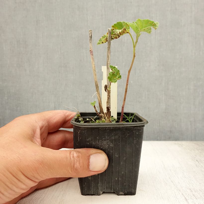 Ejemplar de Malvavisco - Althaea officinalis Maceta de 8/9 cm entregado en verano