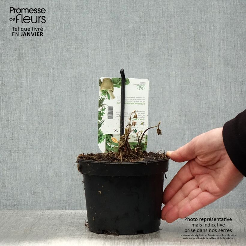 Malvavisco - Althaea officinalis Maceta 1,5L/2L Ejemplar entregado en invierno