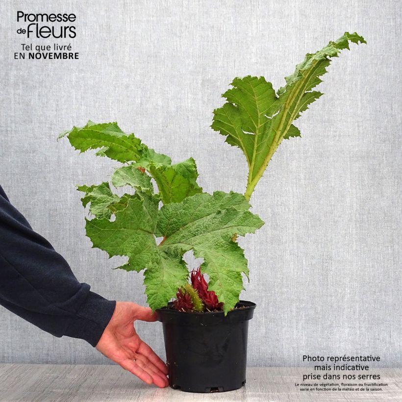 Ejemplar de Gunnera manicata - Hojas gigantes Maceta 3L/4L entregado en otoño