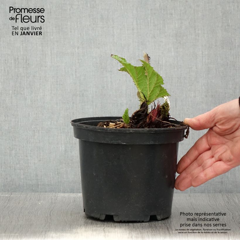 Gunnera manicata - Hojas gigantes Maceta 3L/4L Ejemplar entregado en invierno