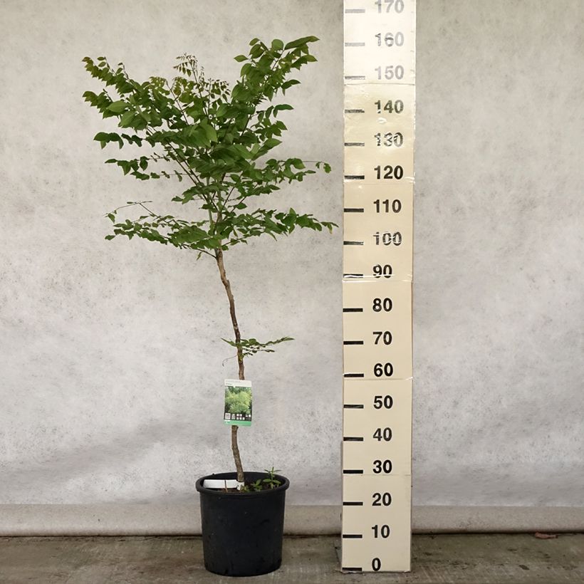 Ejemplar de Gymnocladus dioica - Raigón del Canadá Maceta 12L/15L entregado en verano
