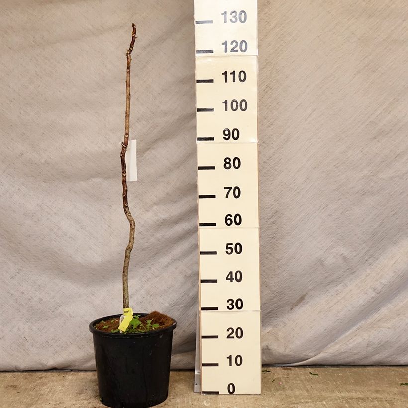 Gymnocladus dioica - Raigón del Canadá Maceta 12L/15L Ejemplar entregado en la primavera