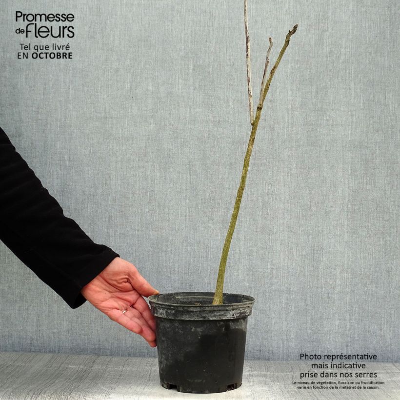Ejemplar de Gymnocladus dioica - Raigón del Canadá Maceta 3L/4L entregado en otoño