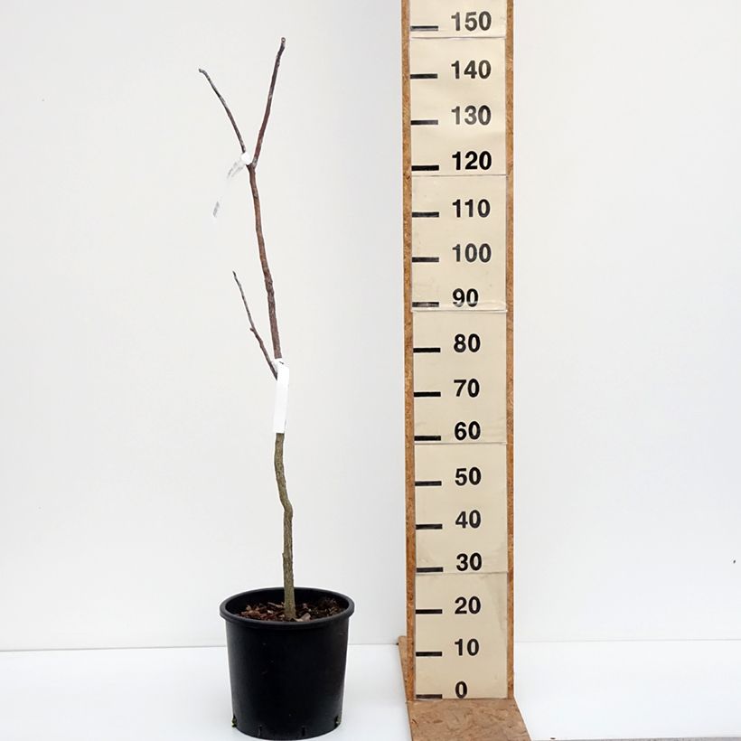 Ejemplar de Gymnocladus dioica - Raigón del Canadá Maceta 12L/15L entregado en otoño