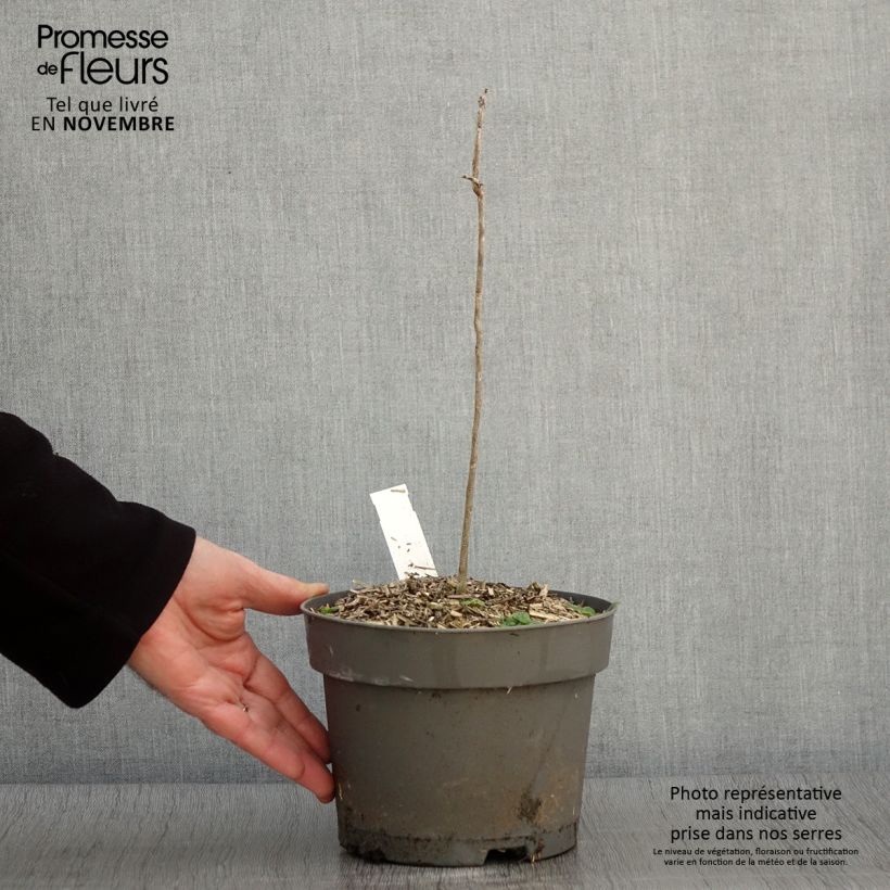 Ejemplar de Gymnocladus dioica - Raigón del Canadá Maceta 2L/3L entregado en otoño
