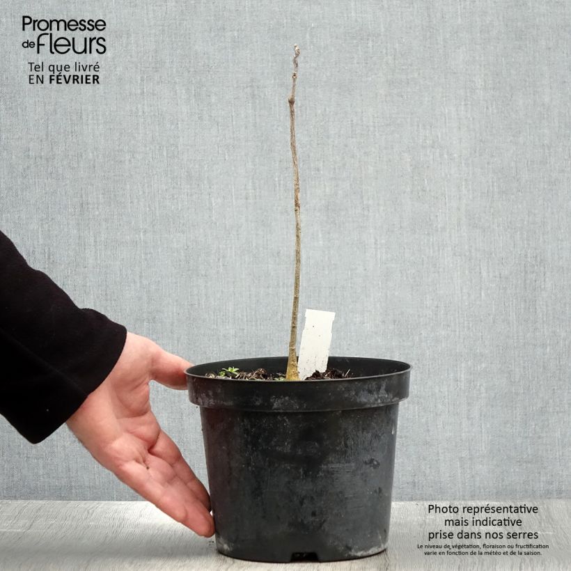 Gymnocladus dioica - Raigón del Canadá Maceta 2L/3L Ejemplar entregado en invierno