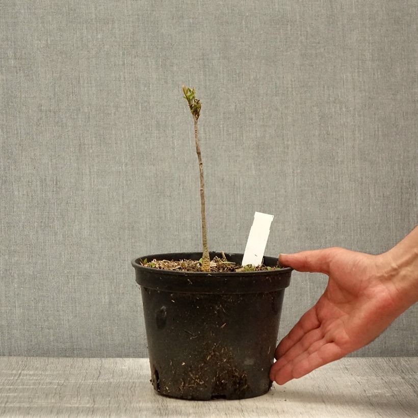 Gymnocladus dioica - Raigón del Canadá Maceta 2L/3L Ejemplar entregado en la primavera