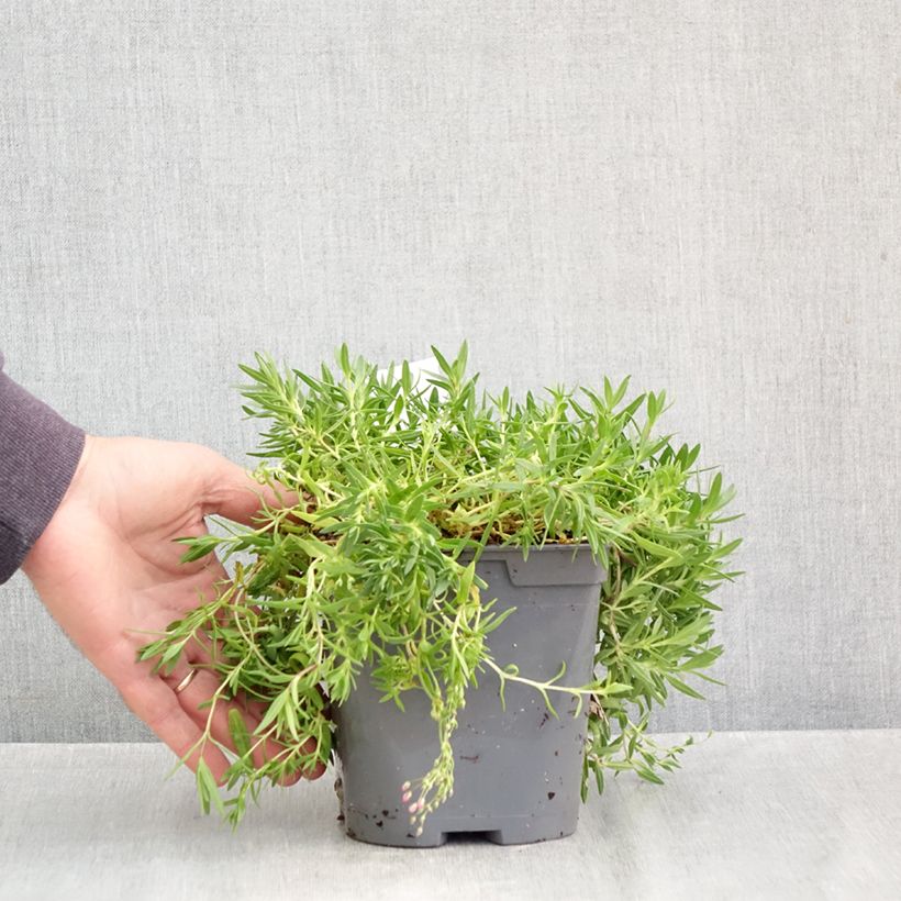 Ejemplar de Gypsophila repens Rosa Schönheit - Aliento de bebé Maceta 2L/3L entregado en otoño