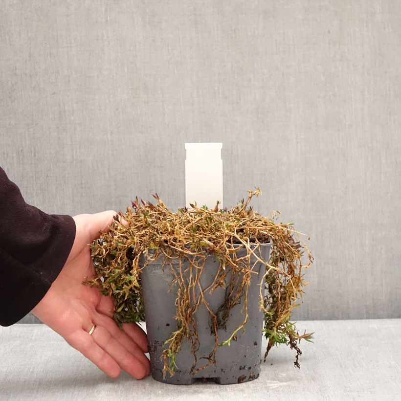 Gypsophila repens Rosa Schönheit - Aliento de bebé Maceta 2L/3L Ejemplar entregado en invierno