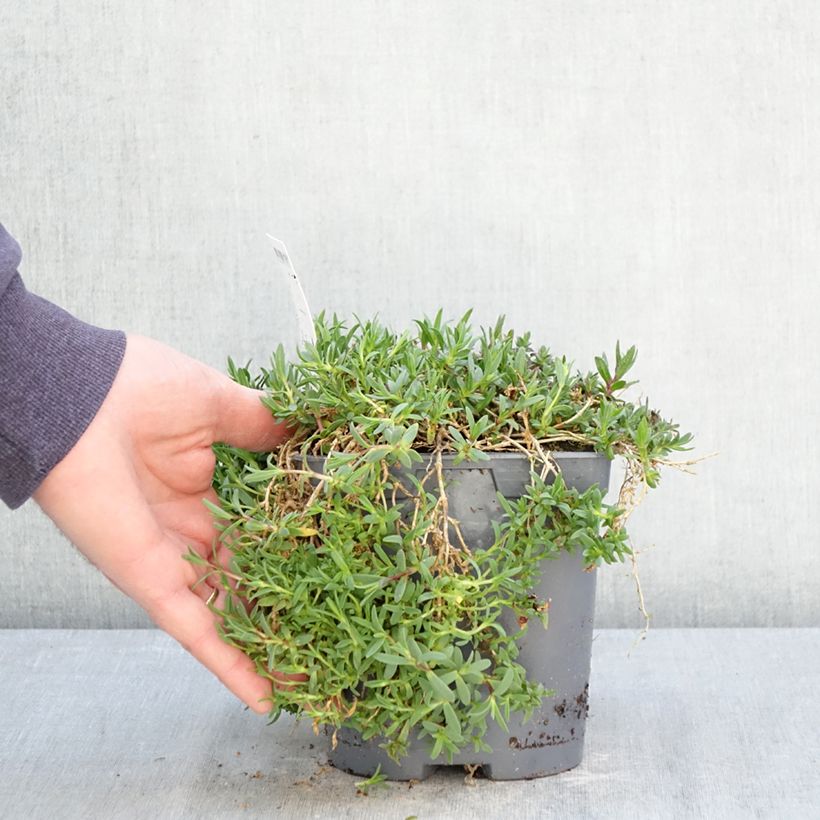 Gypsophila repens Rosa Schönheit - Aliento de bebé Maceta 2L/3L Ejemplar entregado en la primavera