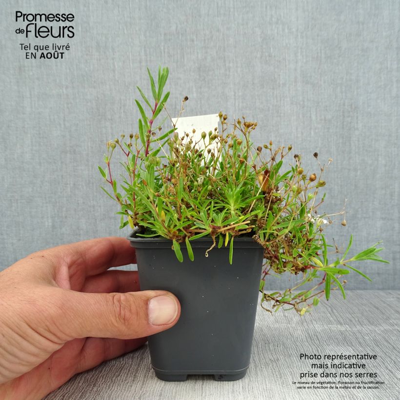 Ejemplar de Gypsophila repens White Angel - Aliento de bebé Maceta de 8/9 cm entregado en verano