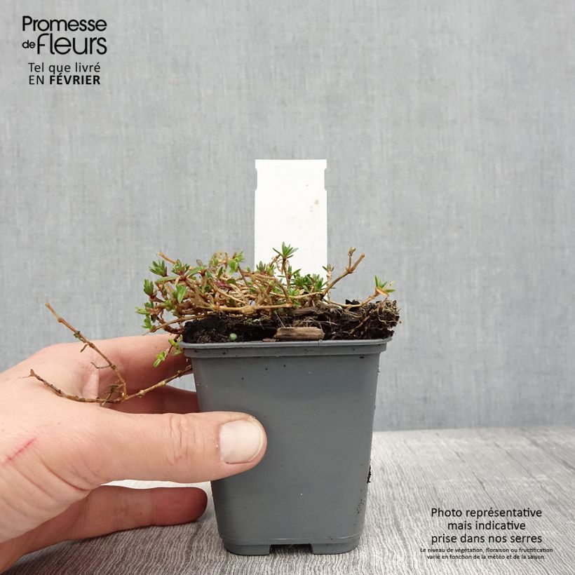 Gypsophila repens White Angel - Aliento de bebé Maceta de 8/9 cm Ejemplar entregado en invierno