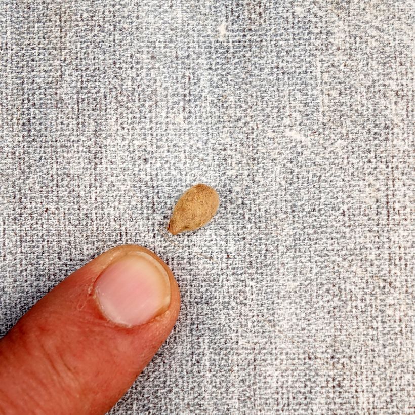 Habenaria radiata Bulbo calibre I Ejemplar entregado en la primavera