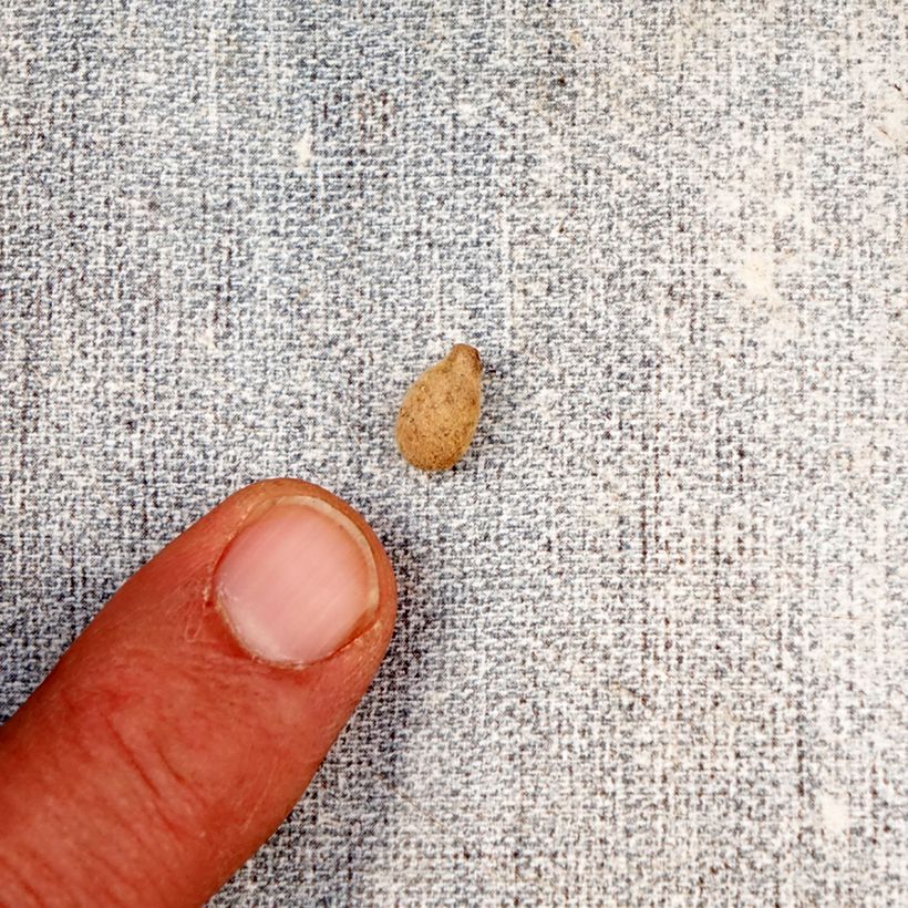 Habenaria radiata Variegata - Orquídea garza blanca Bulbo calibre I Ejemplar entregado en la primavera