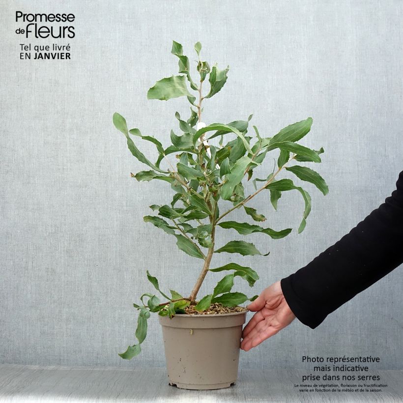 Hakea victoria Maceta 4L/5L Ejemplar entregado en invierno