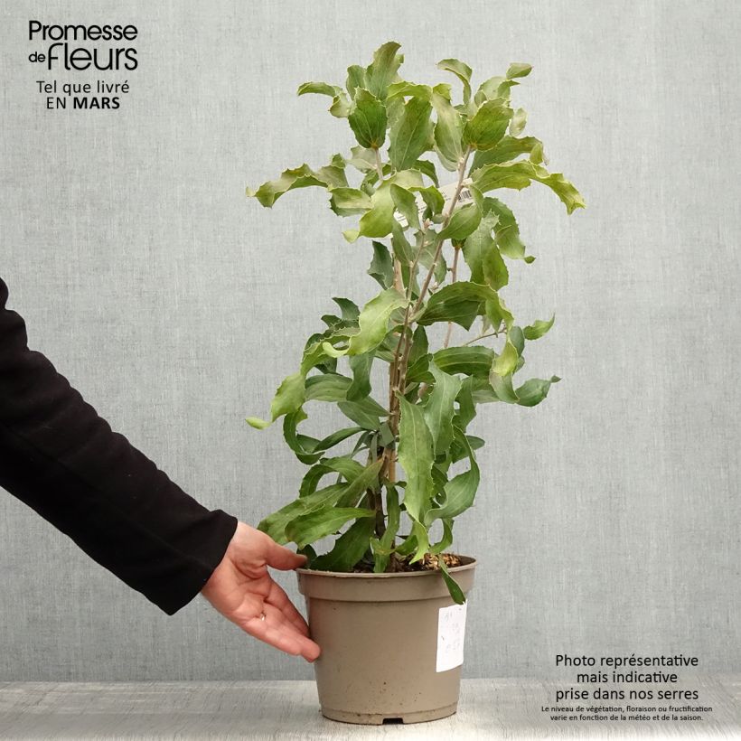 Hakea victoria Maceta 4L/5L Ejemplar entregado en la primavera