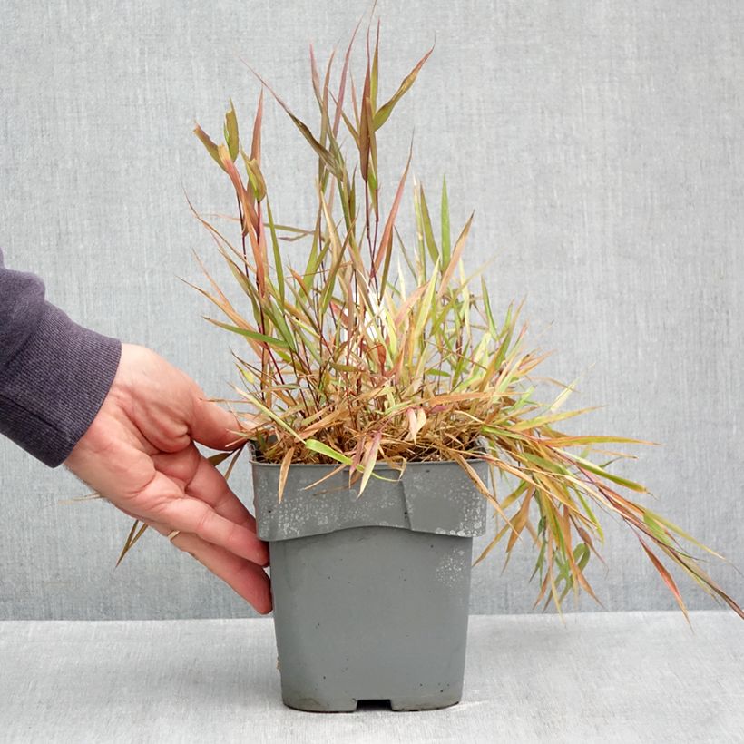 Ejemplar de Hakonechloa macra Beni-Kaze Maceta 1L/1,5L entregado en otoño