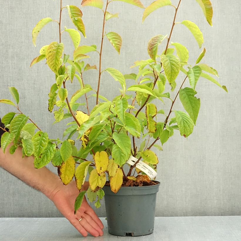 Ejemplar de Halesia carolina U.Conn Maceta 2L/3L entregado en otoño