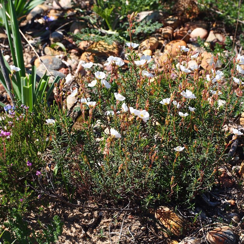Halimio April Snow - Halimium umbellatum (Porte)