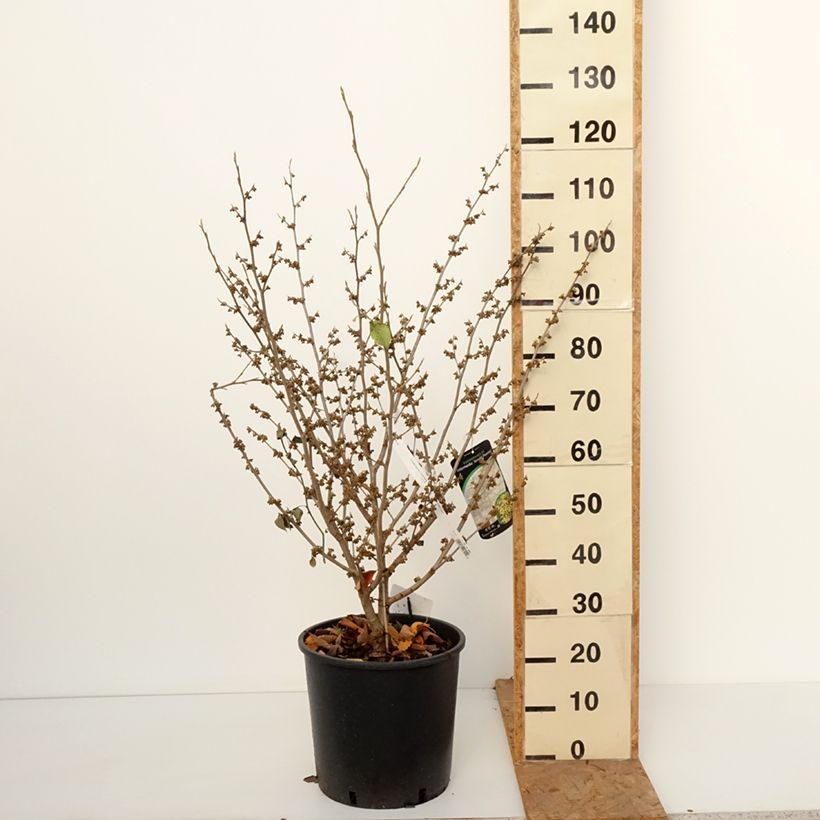 Ejemplar de Hamamelis intermedia Arnold Promise Maceta 18L/20L entregado en otoño