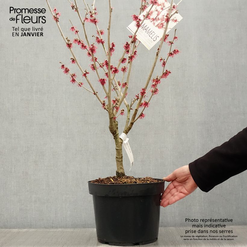 Hamamelis intermedia Ruby Glow Maceta 6L/7L Ejemplar entregado en invierno