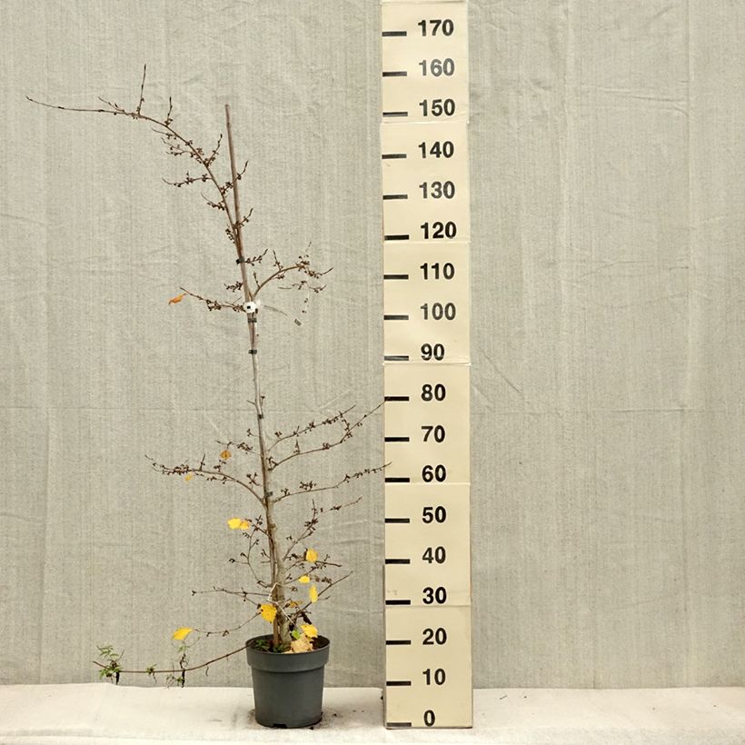 Ejemplar de Hamamelis japonica Pendula Maceta 6L/7L entregado en otoño
