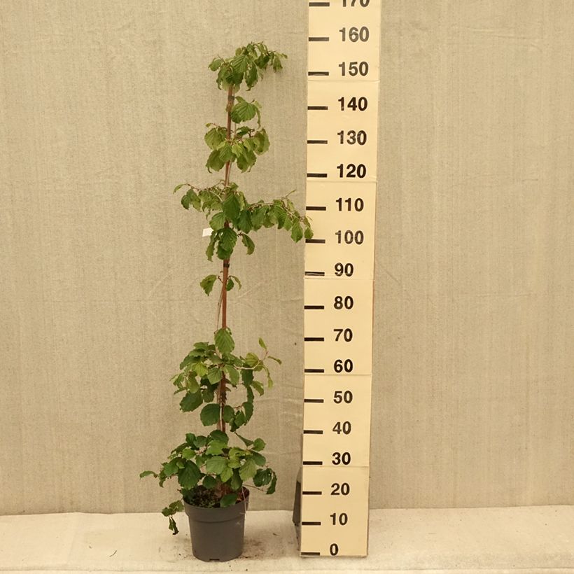 Ejemplar de Hamamelis japonica Pendula Maceta 6L/7L entregado en verano