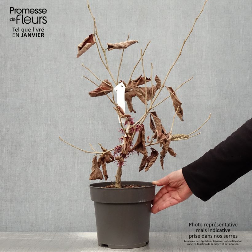 Hamamelis vernalis Washington Park Maceta 4L/5L Ejemplar entregado en invierno