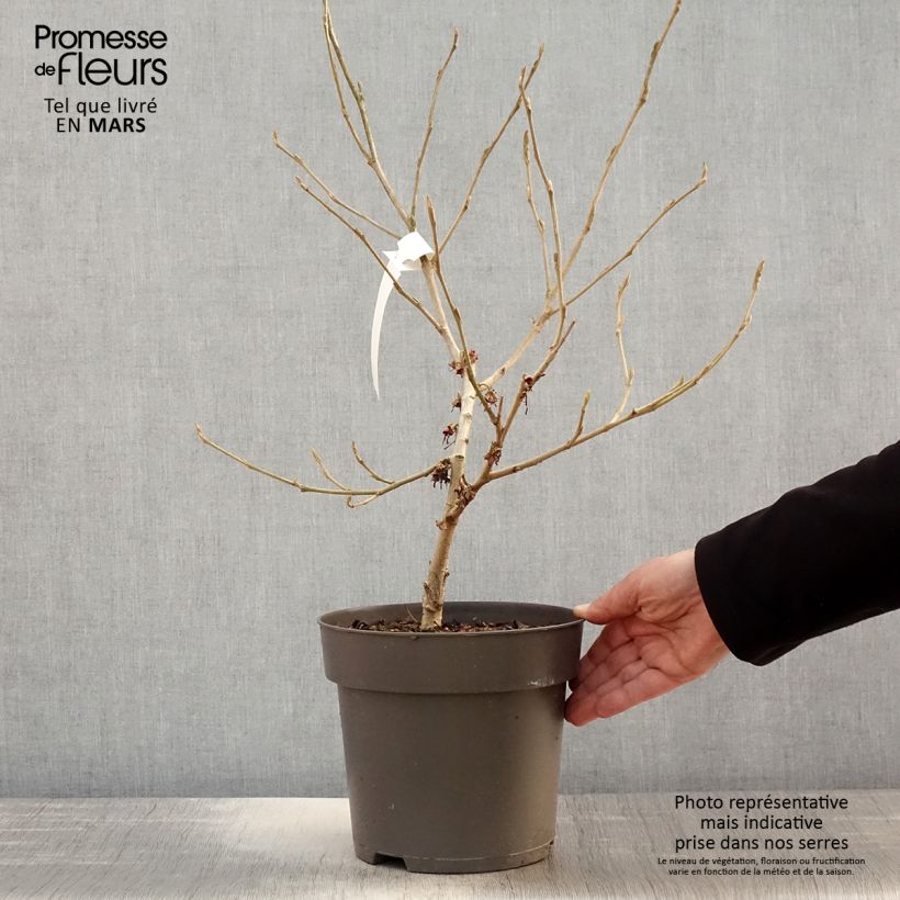 Hamamelis vernalis Washington Park Maceta 4L/5L Ejemplar entregado en la primavera