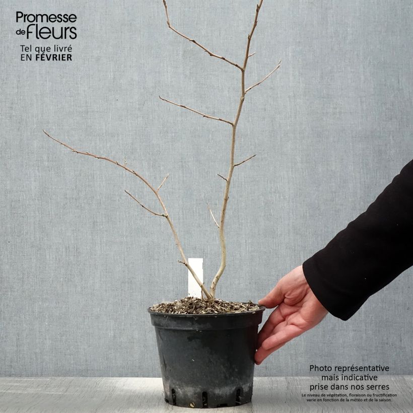 Hamamelis virginiana Maceta 3L/4L Ejemplar entregado en invierno