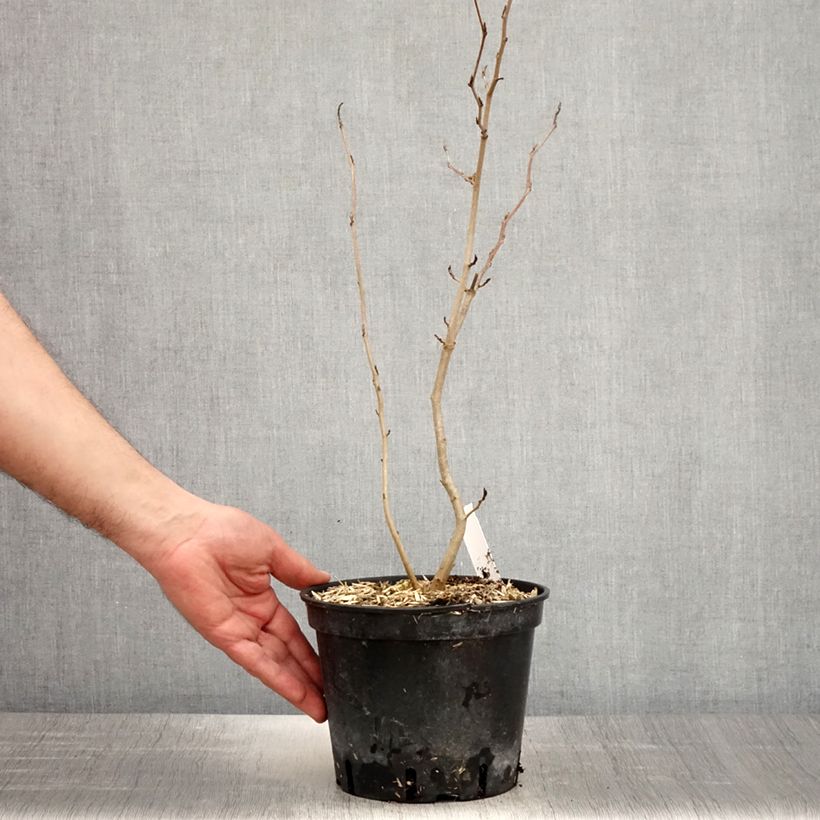 Hamamelis virginiana Maceta 3L/4L Ejemplar entregado en la primavera