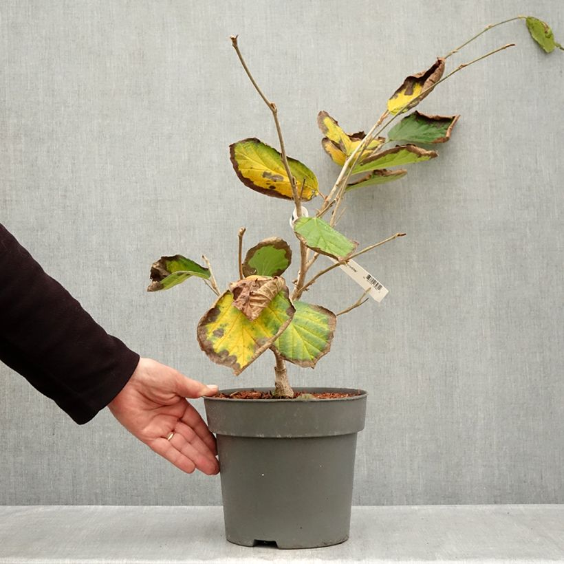 Ejemplar de Hamamelis intermedia Aphrodite Maceta 3L/4L entregado en otoño