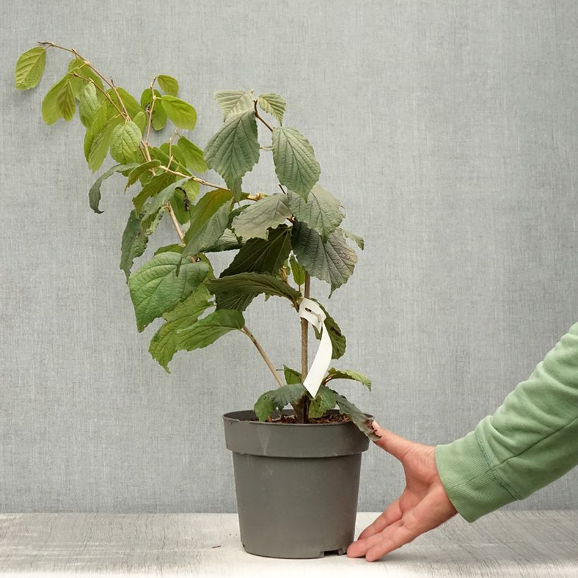 Ejemplar de Hamamelis intermedia Aphrodite Maceta 3L/4L entregado en verano