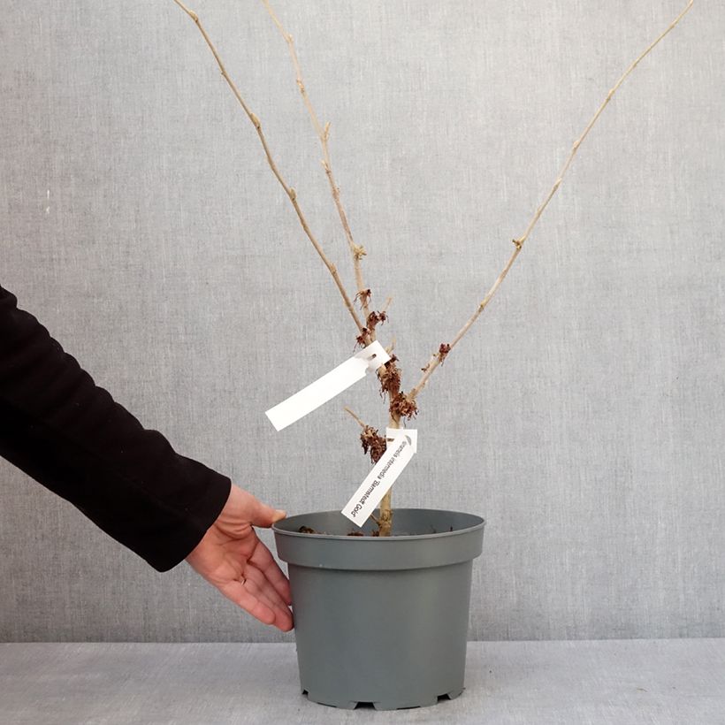 Hamamelis intermedia Barmstedt Gold Maceta 4L/5L Ejemplar entregado en invierno