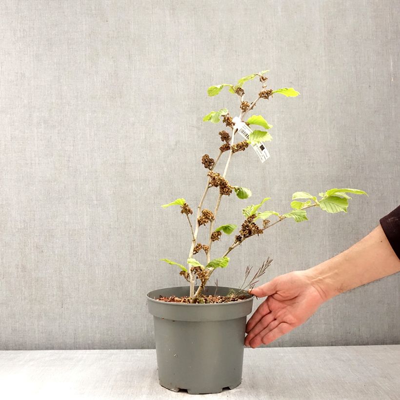 Hamamelis intermedia Barmstedt Gold Maceta 4L/5L Ejemplar entregado en la primavera