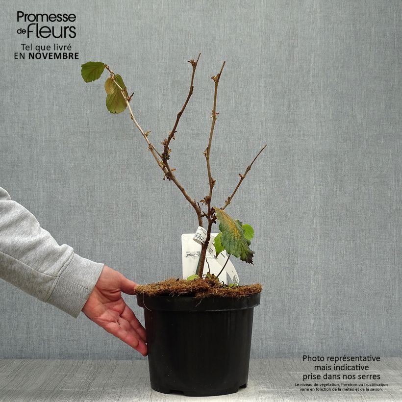 Ejemplar de Hamamelis intermedia Feuerzauber Maceta 4L/5L entregado en otoño